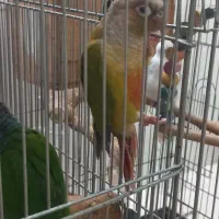 گرینچیک فروشی|پرنده|تاکستان, |دیوار