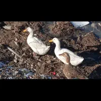 اردک روستای اصل