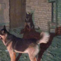 واگزاری ژرمن نر ماده|سگ|یزد, |دیوار