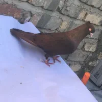 کبوتر سینه ای نر بازیکن مست و صرب نر