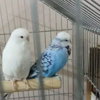 مرغ عشق انگلیسی