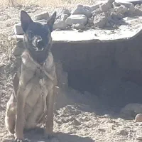 سگ ژرمن مواد مخدر|سگ|زنجان, |دیوار