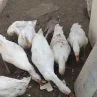 قوغاز|حیوانات مزرعه|ارومیه, |دیوار