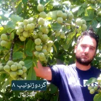 نهالستان گردو و بادام دیرگل و پر بار پالیز