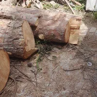 خریدار انواع درخت و چوب ساختمانی