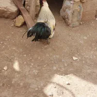خروس برای جوجه کشی