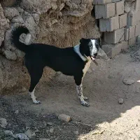 سگ گله ای