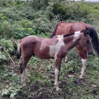 مادیان سال چهار با کره نریان ابلغ|اسب و تجهیزات اسب‌سواری|آستانه اشرفیه, |دیوار