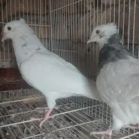 ۵ عدد کبوتر جوانه رنگه|پرنده|فردوس (خراسان), |دیوار