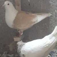 کله سفید زرد ماده