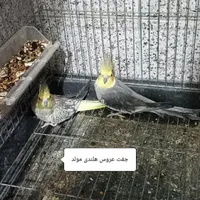 فروش پرندگان زینتی خانگی|پرنده|یزد, |دیوار