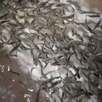 فروش بچه ماهی قزل آلا