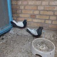 نروماده سینه‌ای