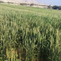 اجاره زمین کشاورزی