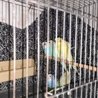 مرغ عشق رنگین کمانی|پرنده|قم, الوندیه و گذر صادق|دیوار