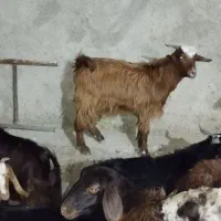 بی نژدی دونه 5