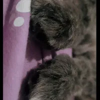 سگ شیتزو فلت ماده|سگ|مشهد, امام خمینی|دیوار