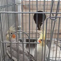 عروس هلندی نرو ماده مولد