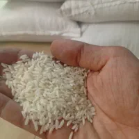 برنج طارم هاشمی کشت اول درجه یک مستقیم از کشاورز|خوردنی و آشامیدنی|تهران, آشتیانی|دیوار