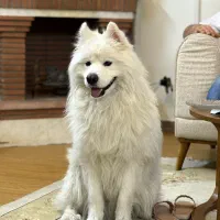 سگ سامویید نر اصل