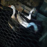 قوقاز|حیوانات مزرعه|نوشین شهر, |دیوار