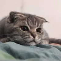 گربه وارداتی میکس پرشین بریتیش