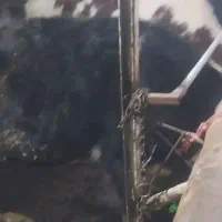 فروش ۲عدد گوساله|حیوانات مزرعه|قیدار, |دیوار