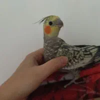 عروس هلندی ماده و دستی ۶ ماه