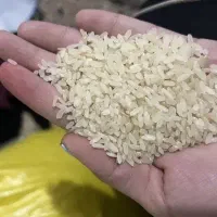 برنج چمپا محلی طلاور ( گلال)