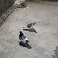 صید|پرنده|مشهد, کوشک مهدی|دیوار