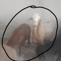 میش بره دار بره نر