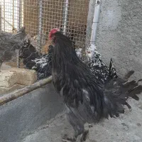 طوسی گلین|حیوانات مزرعه|مبارکه, |دیوار