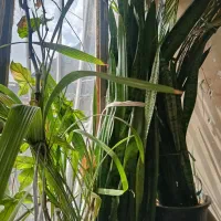 فروش گل و گیاه