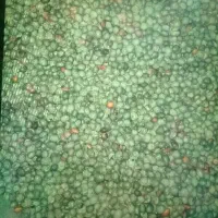 بنه اویشن گل اویشن خاکشیر