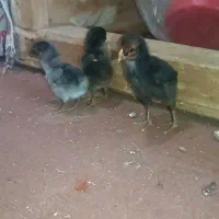 جوجه لاری|حیوانات مزرعه|قیدار, |دیوار