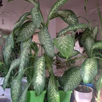 گل دیفن باخیا