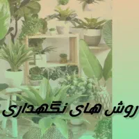 قرص کود اصل|گل و گیاه طبیعی|یزد, |دیوار