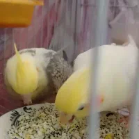 جفت مولد عروس هلندی کارداده سخنگو مولد جوان