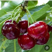 گیلاس تک دانه و خوشه ای و آلبالو پیوند