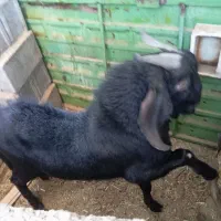 چپیش بز نر|حیوانات مزرعه|ابرکوه, |دیوار