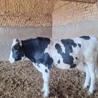 گوسا‌له‌چاق‌گاو‌تلیسه‌سیمنتال