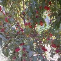فروش باغچه ۱۰۰۰ متری قوهه چهار باغ آسفالت تا ملک|فروش زمین و ملک کلنگی|چهارباغ, |دیوار