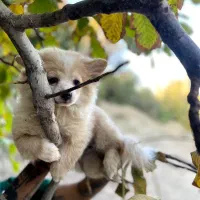 فروش سگ پامر|سگ|یزد, |دیوار