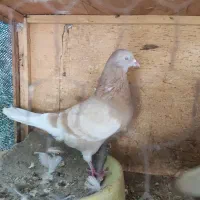 فروش یا معاوضه|پرنده|میناب, |دیوار