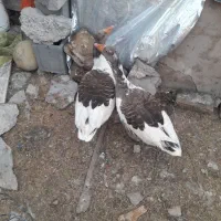 ۲تاماده غاز چاق