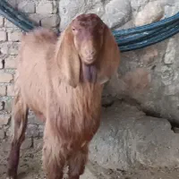 بز نرداشتی|حیوانات مزرعه|بیرانوند, |دیوار