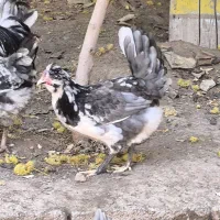 مرغ گلین