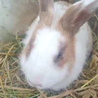 خرگوش نر لوپ