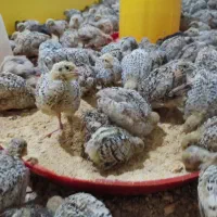 مرجع تخصصی پرورش بلدرچین