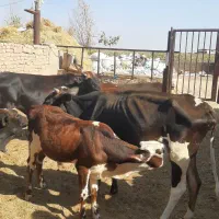 گاو  و گوساله|حیوانات مزرعه|رفسنجان, |دیوار